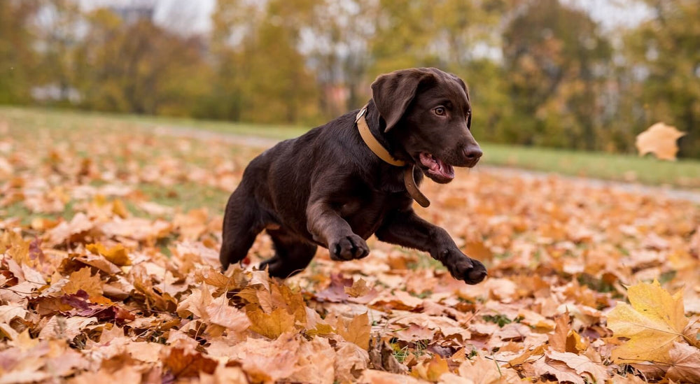 Choc Lab In The Leaves A643d08d 6676 46f9 9139 4e16255901fd 1000x ?v=1697741102